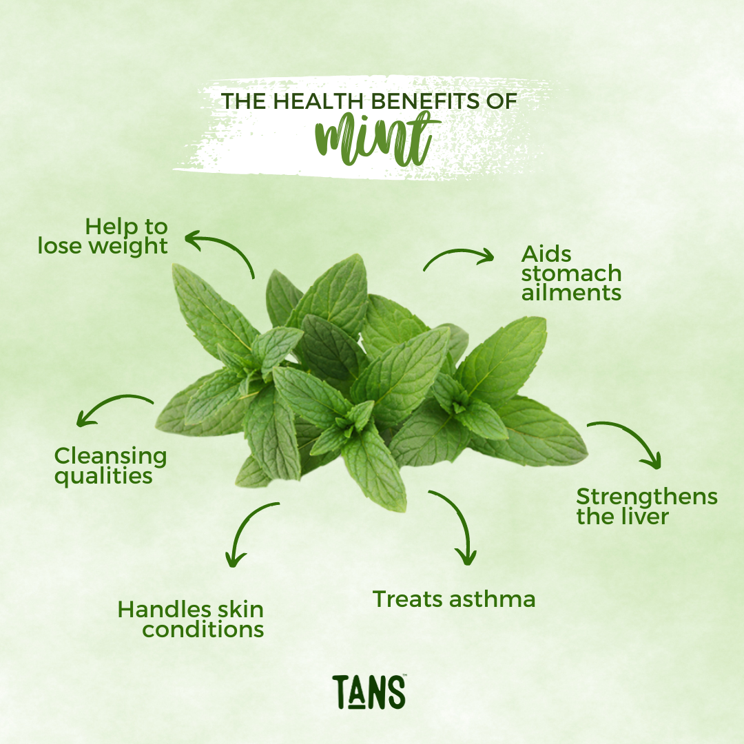 The Many Health Benefits of Mint TANS Tasty Accessible Nutritional
