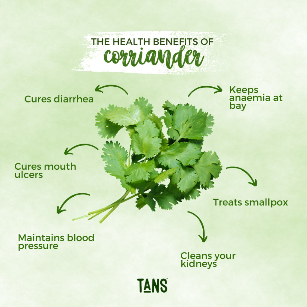 Coriander being a simple herb is majorly overlooked for its health benefits that very few people know about. This herb is packed with many antioxidants that have a positive impact on immunity and might have anti-cancer and neuroprotective effects. Coriander has been observed to lower cholesterol and lower blood pressure very effectively.